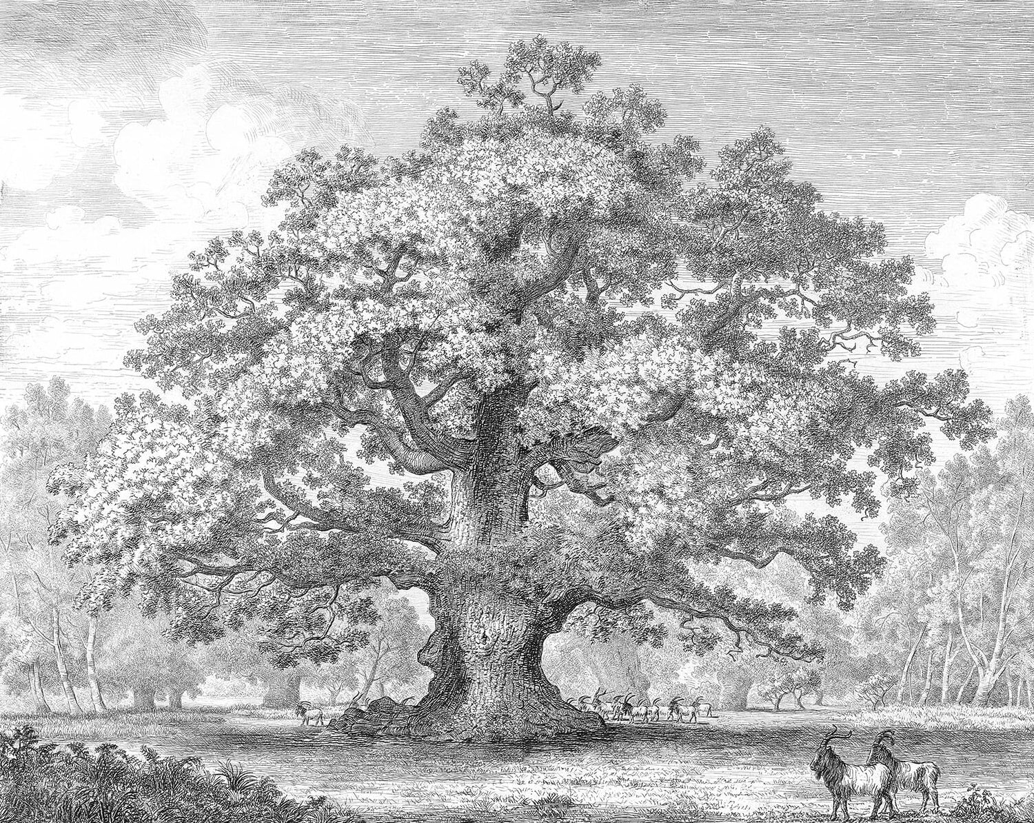old book illustration